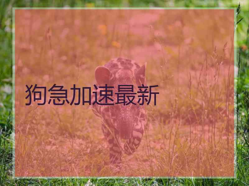 狗急加速最新